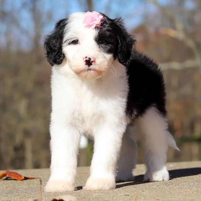 Jolene - Sheepadoodle