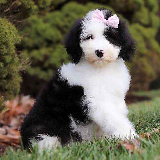 Jolene - Sheepadoodle