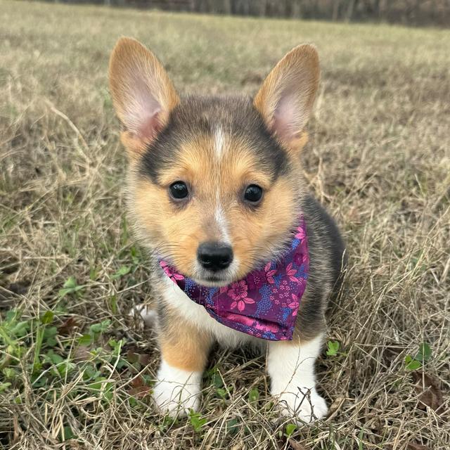 Sonny - Pembroke Welsh Corgi