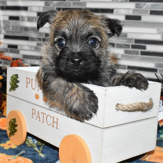 Karsten - Cairn Terrier