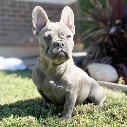 Blue Moon - French Bulldog