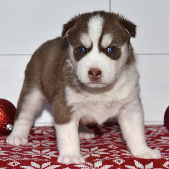 Carlie - Siberian Husky