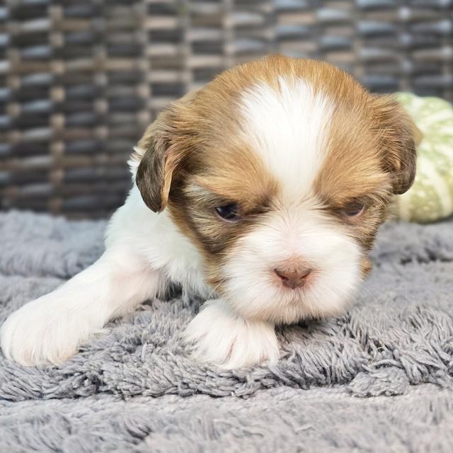 Rosa - Shih Tzu