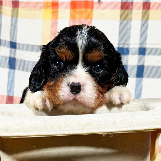 Mistletoe - Cavalier King Charles Spaniel