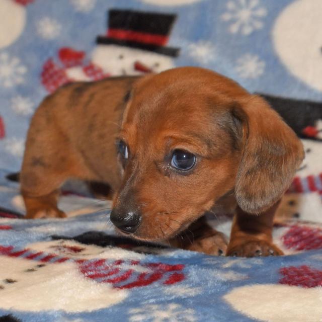 Toddy - Dachshund