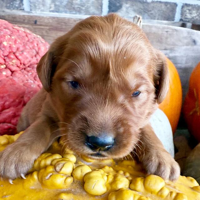 Holly - Golden Retriever