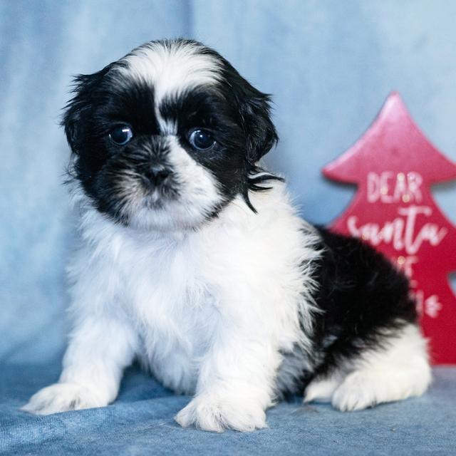 Juniper - Shih Tzu