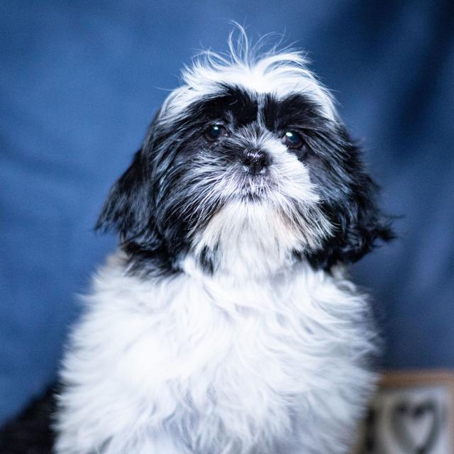 Juniper - Shih Tzu