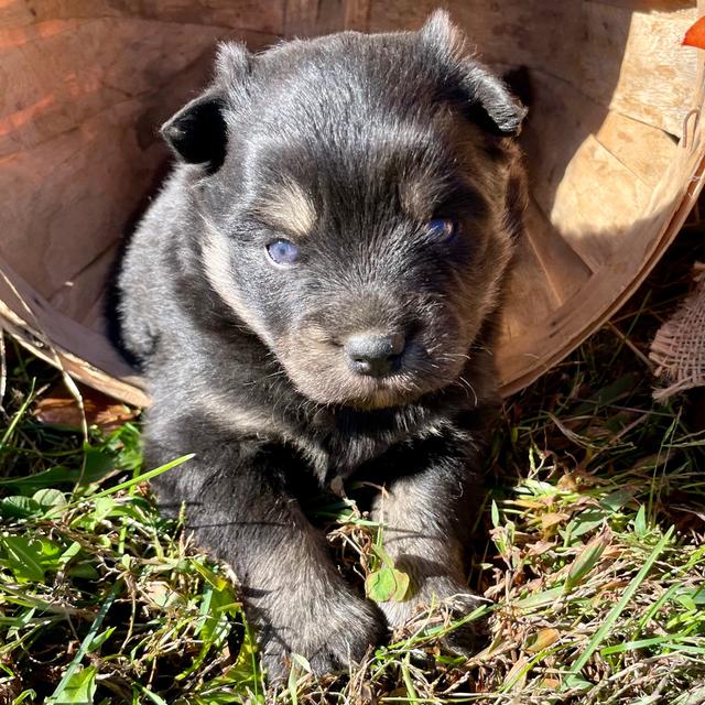 Birdie - Pomsky