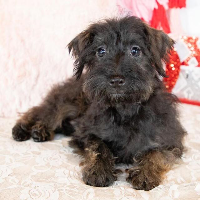 Colin - Schnoodle