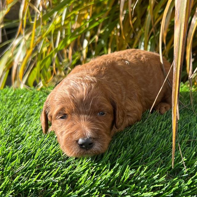 Sugar - Goldendoodle