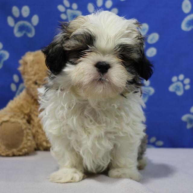 Colson - Shih Tzu