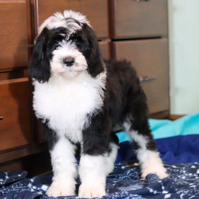 Wilbur - Sheepadoodle