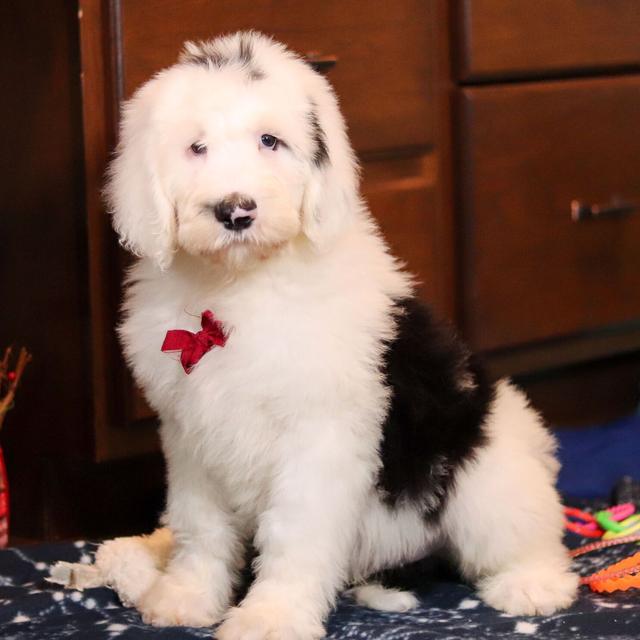 Freddy - Sheepadoodle