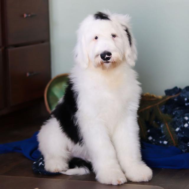 Freddy - Sheepadoodle