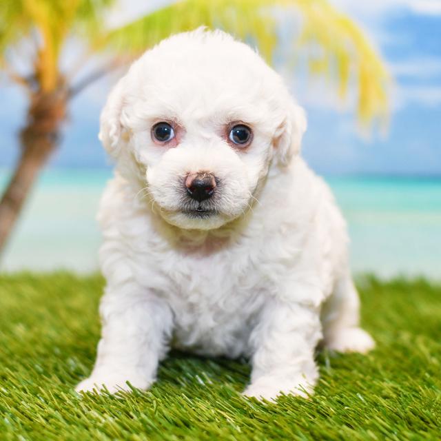 Willo - Bichon Frise