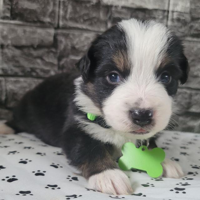 Ryder - Australian Shepherd