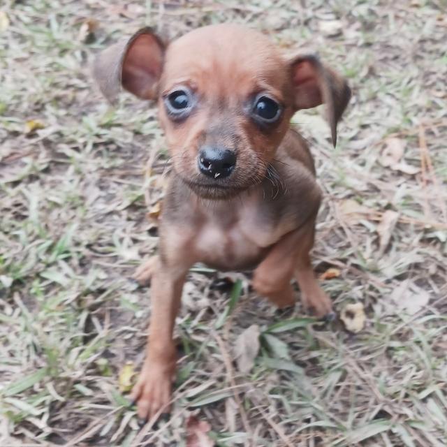 Rusty - Miniature Pinscher