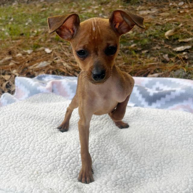 Rusty - Miniature Pinscher