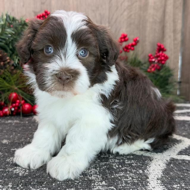 Freddy - Havanese