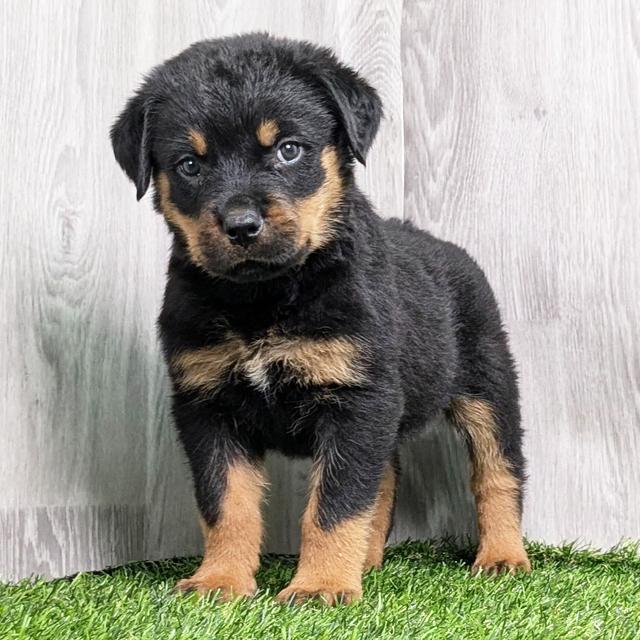 Ginger - Rottweiler