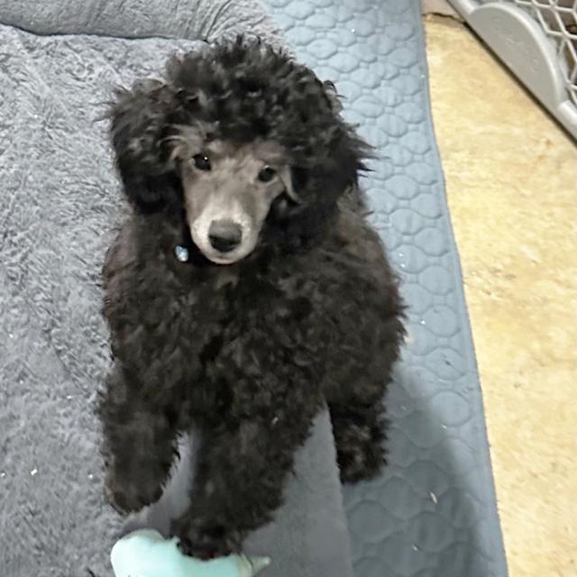 Mr. Doc - Poodle