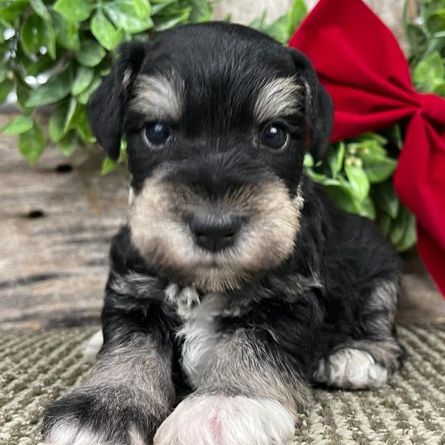 Benji - Miniature Schnauzer