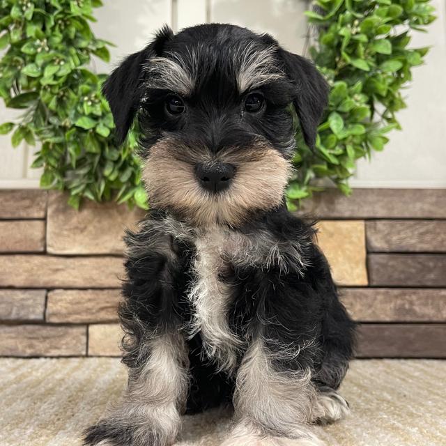 Benji - Miniature Schnauzer