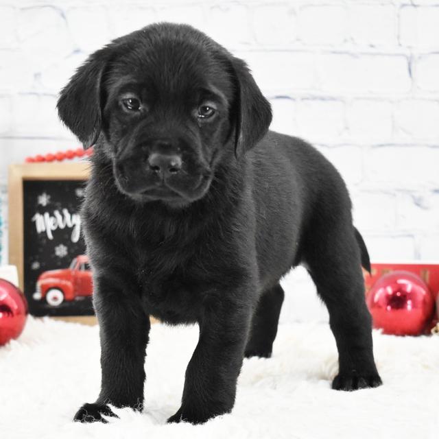 Freya - Labrador Retriever