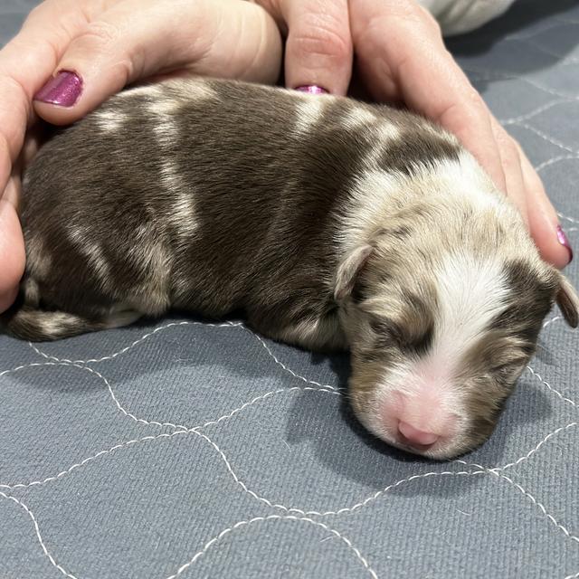 Merle - Australian Shepherd