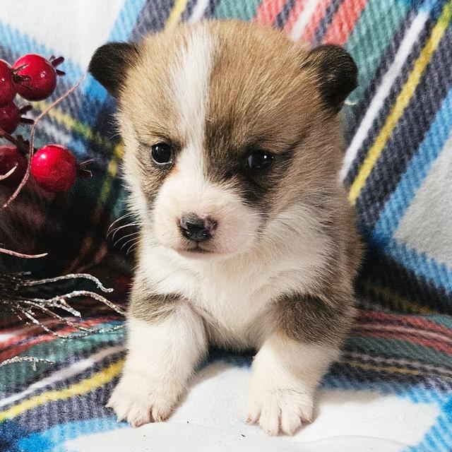 Tundra - Pembroke Welsh Corgi