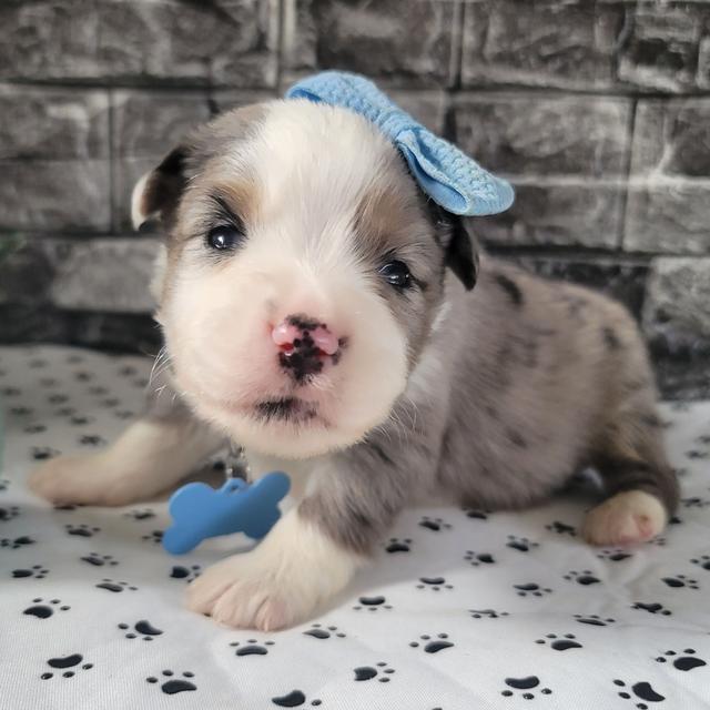 Beau - Australian Shepherd