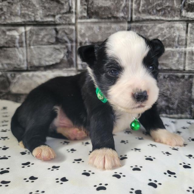 Bear - Australian Shepherd