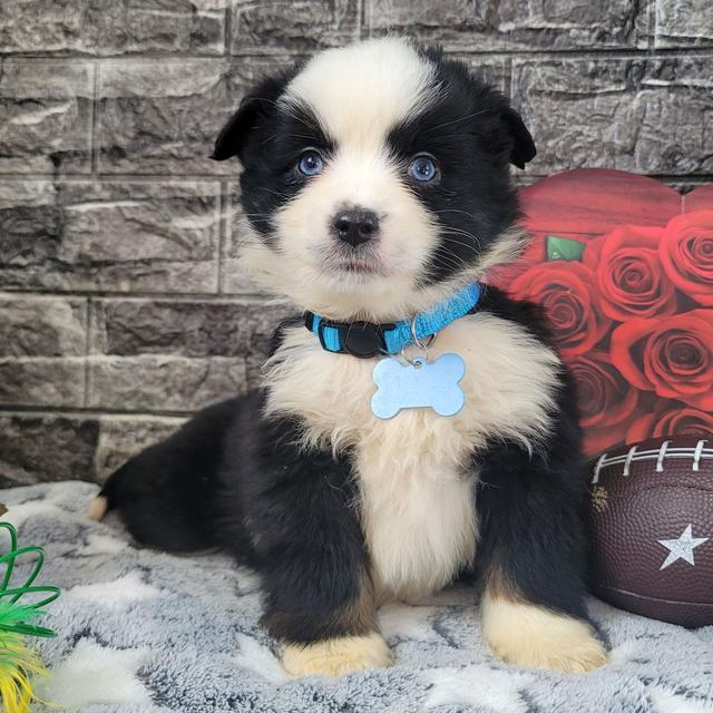 Bear - Australian Shepherd