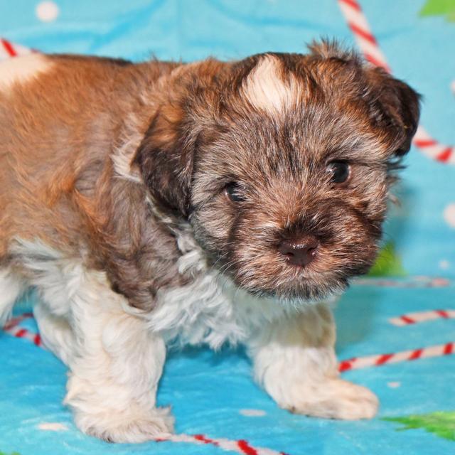 Caesar - Miniature Schnauzer