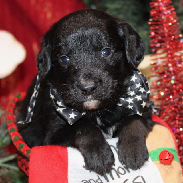 Emmett - Aussiedoodle