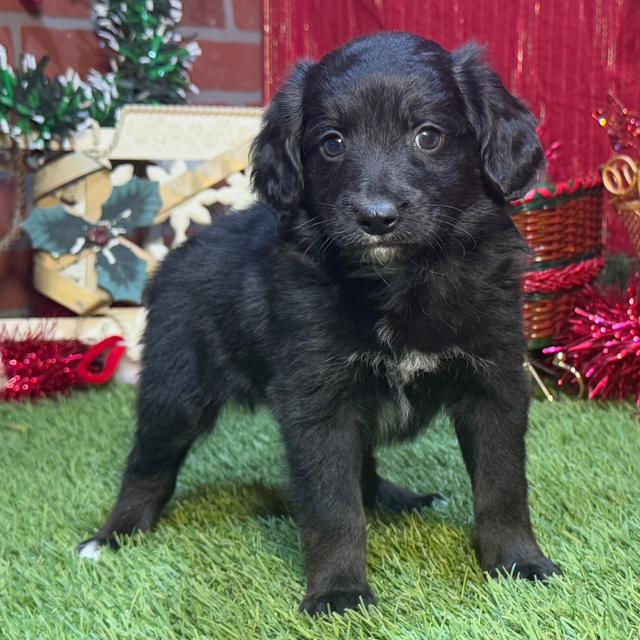 Emmett - Aussiedoodle