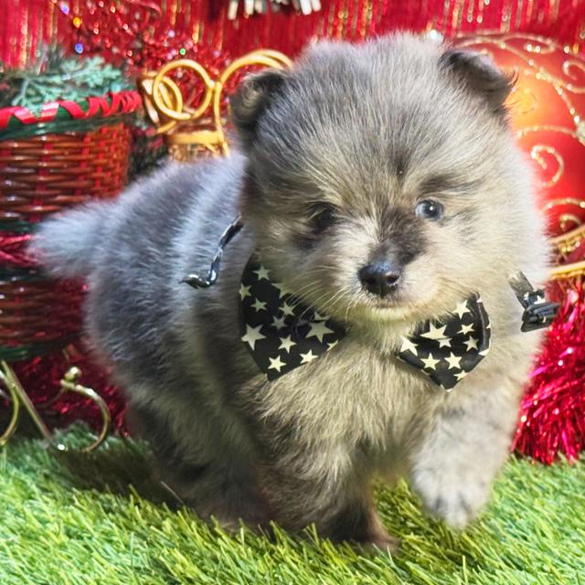 Lincoln - Pomeranian