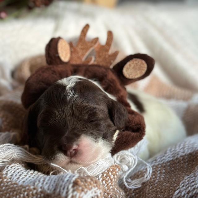 Matcha - Portuguese Water Dog