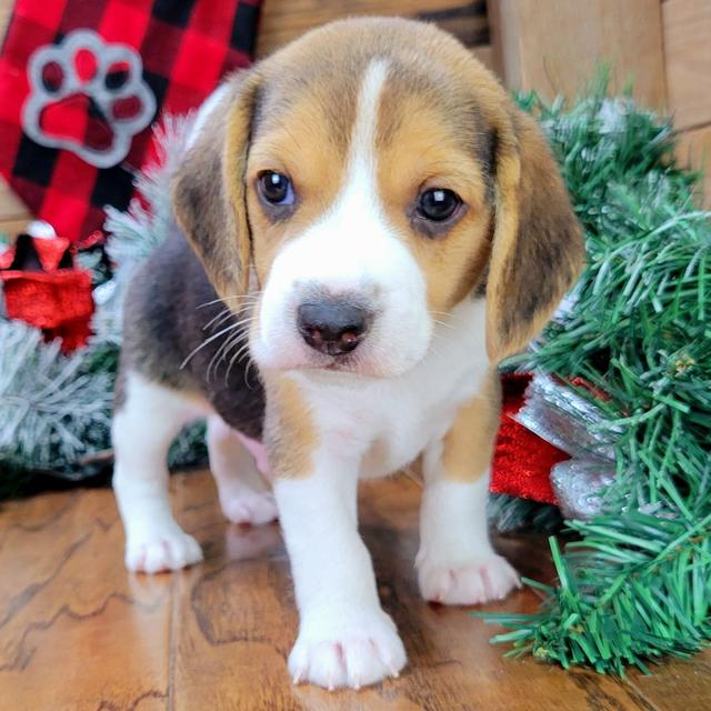 Milo - Beagle