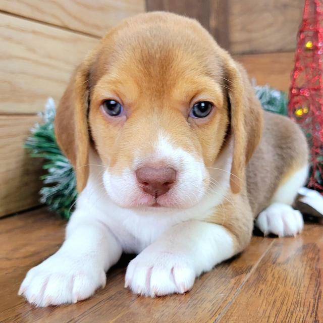 Bella - Beagle