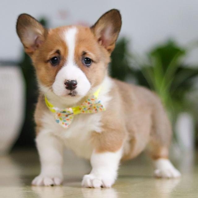 Jake - Pembroke Welsh Corgi