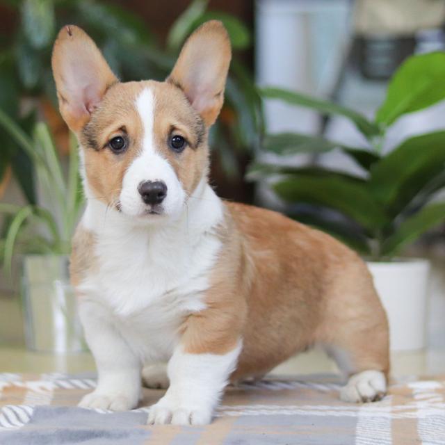 Jake - Pembroke Welsh Corgi