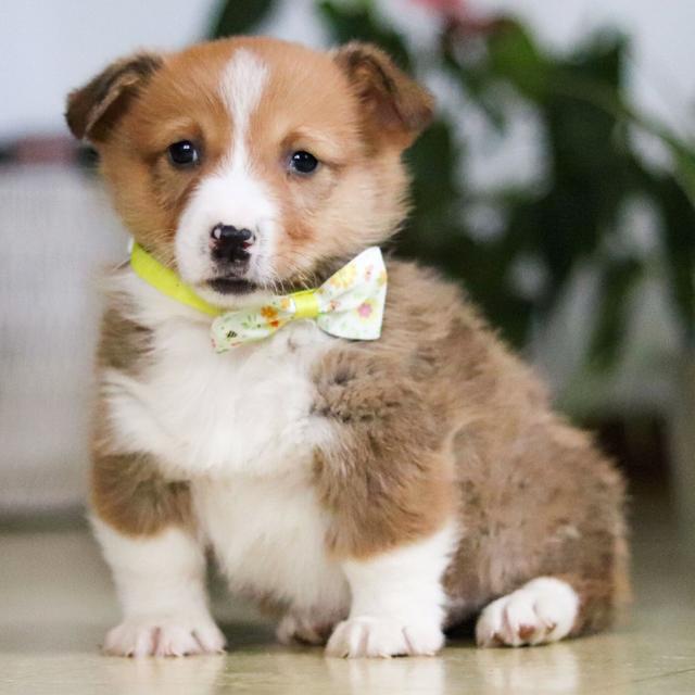 Ian - Pembroke Welsh Corgi