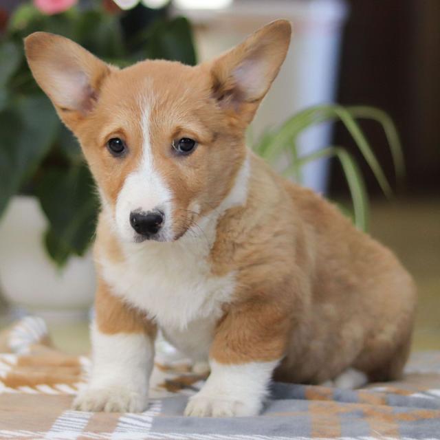 Ian - Pembroke Welsh Corgi