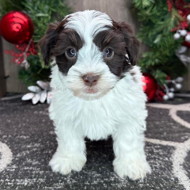 Ice - Havanese