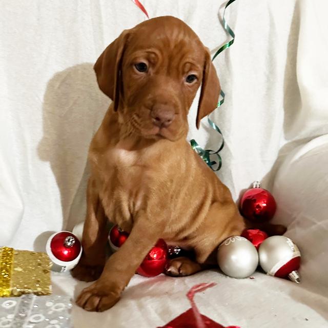 Cupid - Vizsla