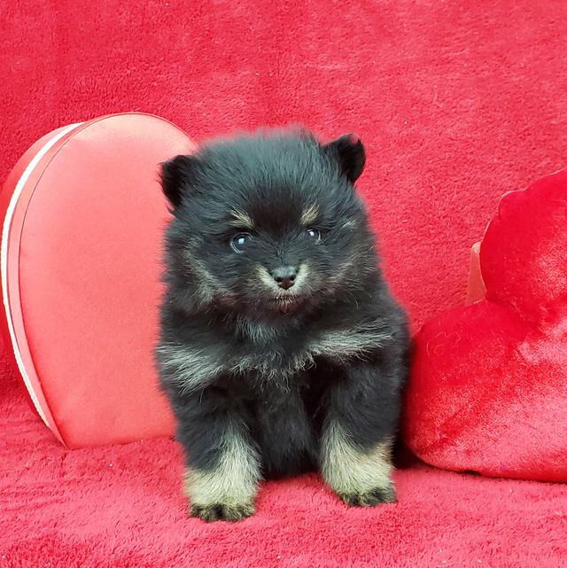 Patrick - Pomeranian