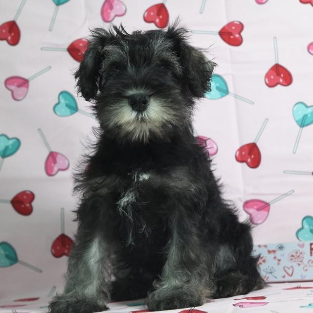 Cain - Miniature Schnauzer