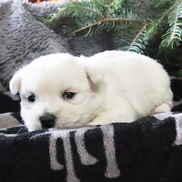 Carla - West Highland White Terrier